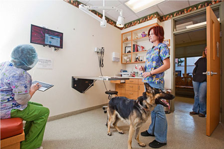 Veterinary hospital exam room