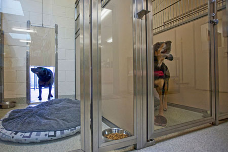 Veterinary hospital kennel