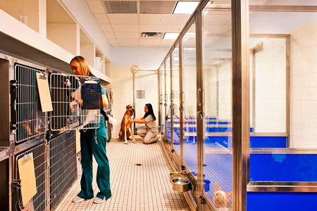 Veterinary hospital runs