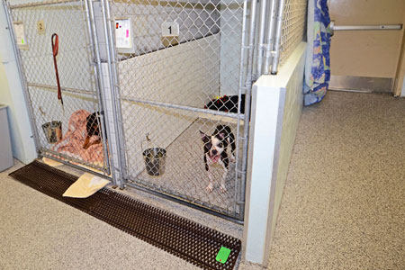 Veterinary hospital runs
