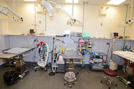 Veterinary hospital surgery suite