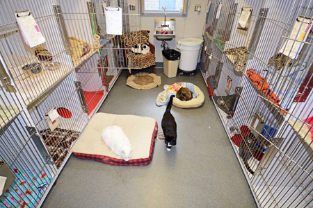 Veterinary hospital waiting area