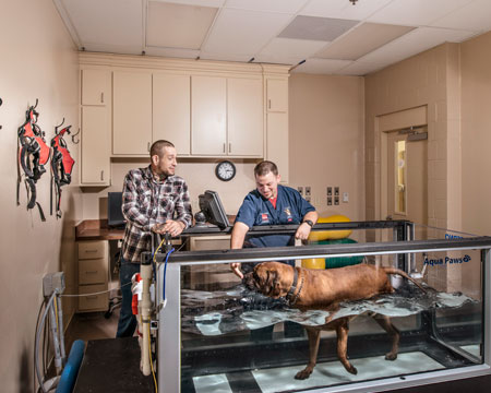 Veterinary hospital hydrotherapy