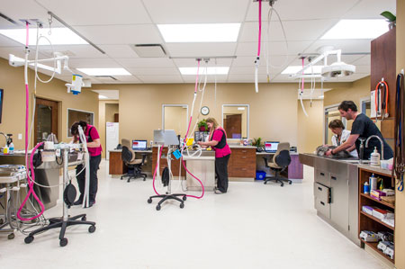 Veterinary hospital treatment room