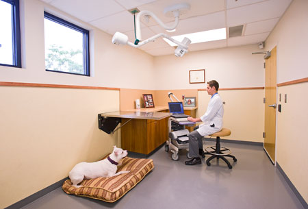 Veterinary hospital exam room
