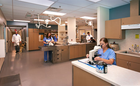 Veterinary hospital treatment room