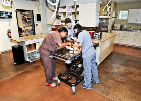 Veterinary hospital treatment room