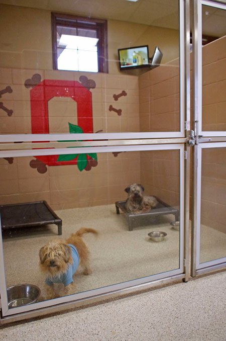 Veterinary hospital kennel/ward