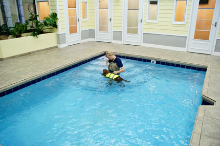 Veterinary hospital hydrotherapy