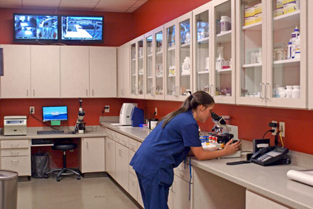 Veterinary hospital treatment room