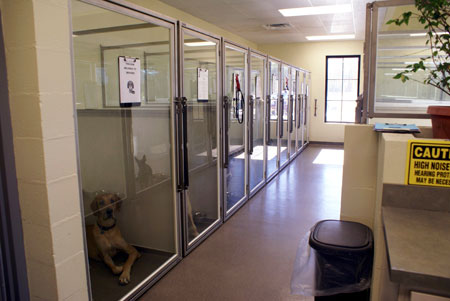 Veterinary hospital kennel/ward