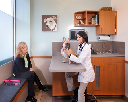 Veterinary hospital exam room