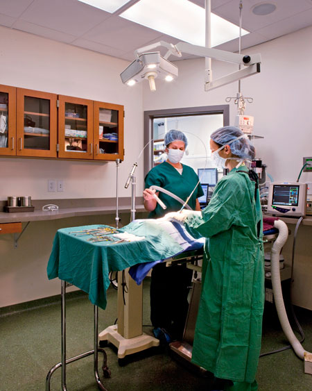 Veterinary hospital surgery suite