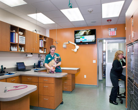 Veterinary hospital treatment room