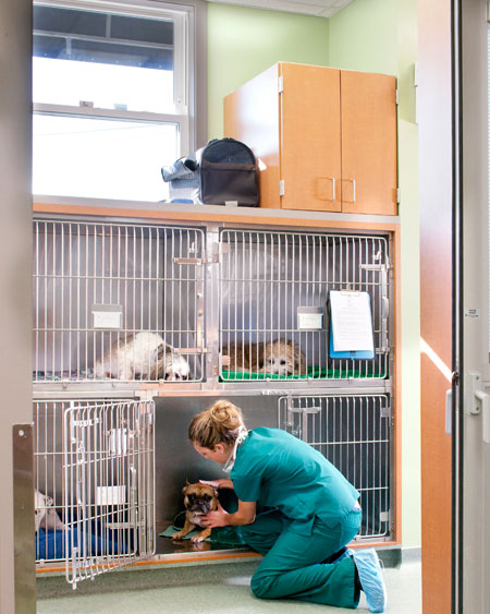 Veterinary hospital kennel/ward