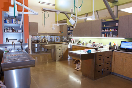 Veterinary hospital treatment room