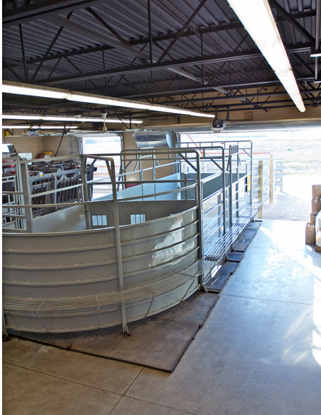 Veterinary hospital cattle exam area