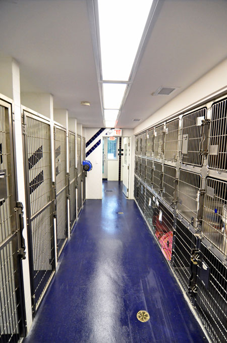 Veterinary hospital kennel/ward