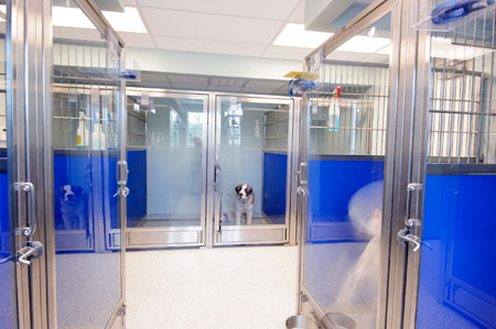 Veterinary hospital kennel/ward