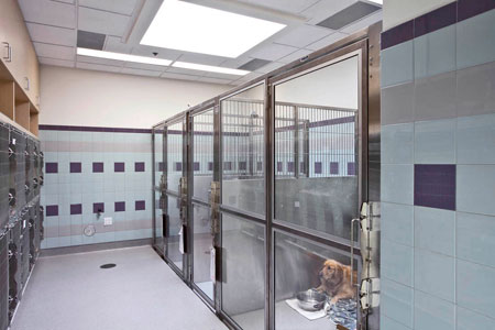 Veterinary hospital kennel/ward