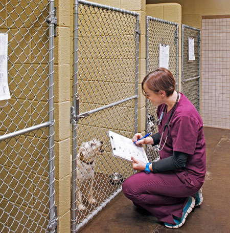 Veterinary hospital kennel/ward