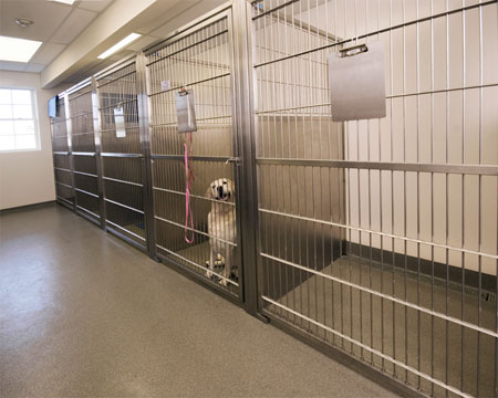 Veterinary hospital kennel/ward