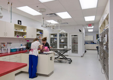 Veterinary hospital treatment room